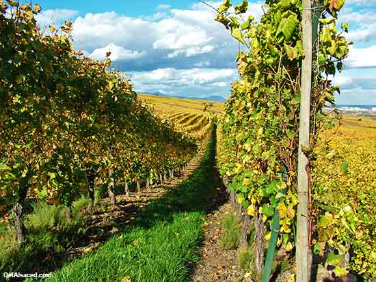 Alsace wine region in France